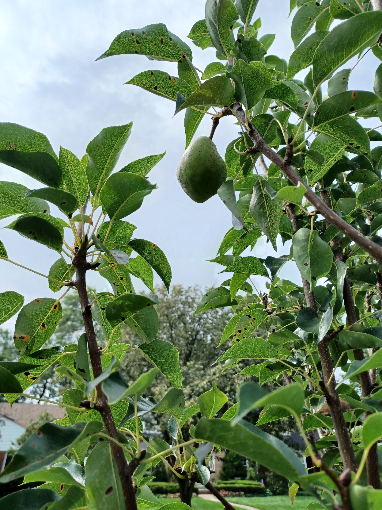 A high branch of a pear tree, with a single pear hanging from it
